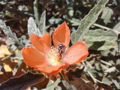 Macroteropsis