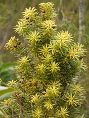 Podocarpus nubigenus