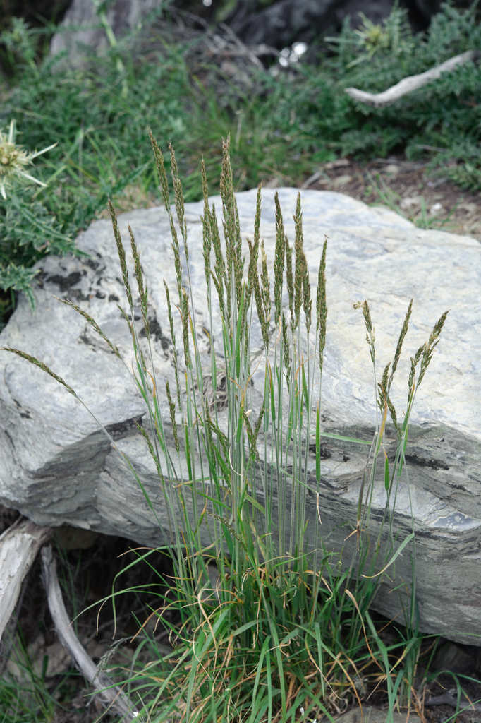 Anthoxanthum horsfieldii