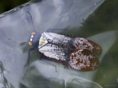 Penthicodes farinosus