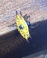 Gasteracantha quadrispinosa