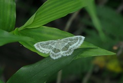 Pseudeuchlora kafebera