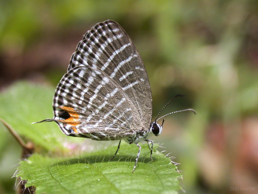 Malaccan Cerulean
