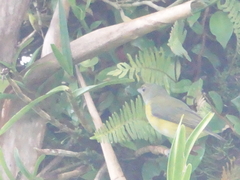 Euphonia