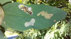 Chrysaster ostensackenella