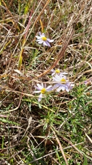 Ionactis linariifolia