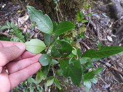Myrceugenia planipes