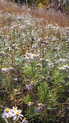 Ionactis linariifolia