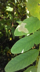 Chrysaster ostensackenella