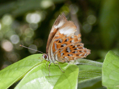 Taxila haquinus