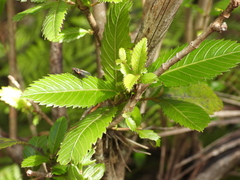 Caldcluvia paniculata