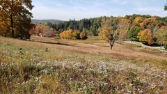 Ionactis linariifolia