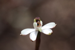 Caladenia pusilla