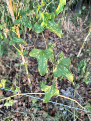 Smilax