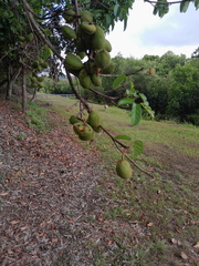 Sterculia quadrifida