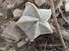 Astrophytum myriostigma