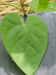 Gonolobus suberosus