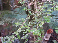 Rhaphithamnus spinosus