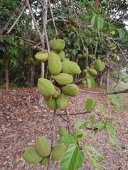 Sterculia quadrifida