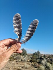 Megascops kennicottii