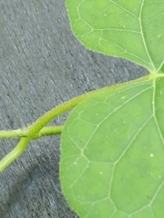 Gonolobus suberosus