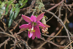 Passiflora pinnatistipula