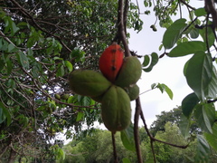 Sterculia quadrifida