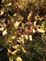Phytolacca