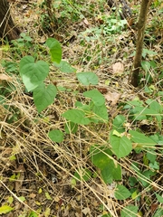 Gonolobus suberosus
