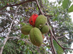 Sterculia quadrifida