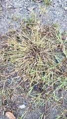 Cyperus bipartitus