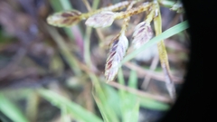 Cyperus bipartitus