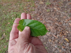 Sterculia quadrifida