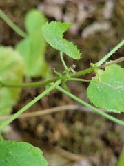 Tragia cordata