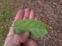 Sterculia quadrifida