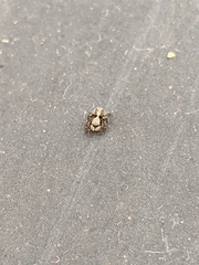 Pseudeuophrys lanigera