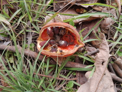 Sterculia quadrifida