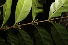 Cyclophyllum multiflorum