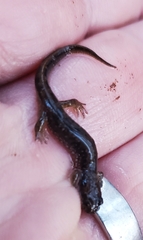 Desmognathus fuscus image