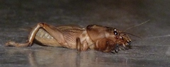 Gryllotalpidae