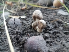 Coprinopsis atramentaria