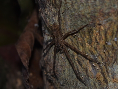 Acanthoctenus