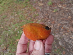 Sterculia quadrifida