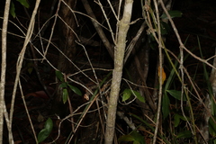 Cyclophyllum multiflorum