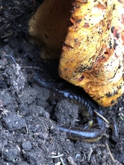 Ensatina eschscholtzii