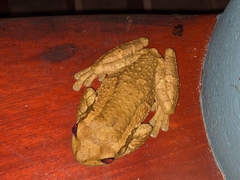 Trachycephalus vermiculatus