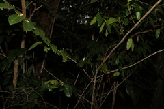 Cyclophyllum multiflorum