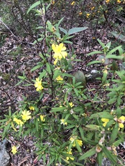 Hibbertia saligna
