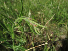 Gonocarpus elatus