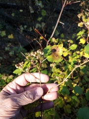 Physocarpus